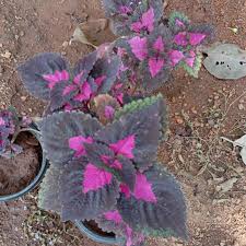 Image result for Coleus rhodesianum