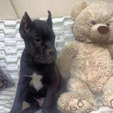 instagram photo by cane corso jul 25 2016 at 8 08am utc cane corso instagram animals