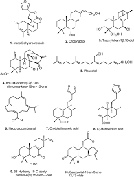 Image result for Croton pseudopulchellus