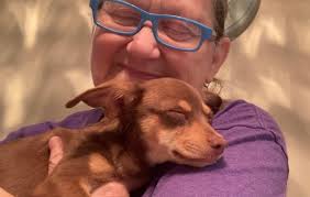 Adopting a Chiweenie Puppy from a Suspicious Seller