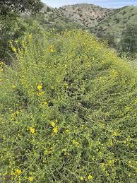 Image result for Saintpauliopsis lebrunii