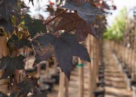 Maybe you would like to learn more about one of these? Conquest Norway Maple Tree Buy Online Pickup At Nursery