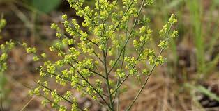 Image result for Osyris