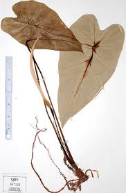 Image result for Remusatia