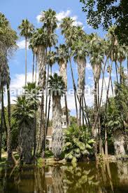 Image result for Disa robusta