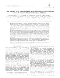 Image result for Mitrasacmopsis quadrivalvis