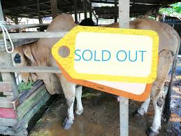We did not find results for: Kereta Lembu Untuk Di Sewa Postingan Facebook
