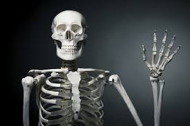 The first bone that we'll look at in the full version of this video is the frontal. You Ll Never Have As Many Bones As You Did At Birth And Other Strange Skeleton Facts Popular Science