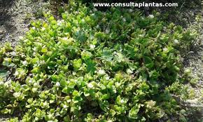 Image result for Delosperma tradescantioides