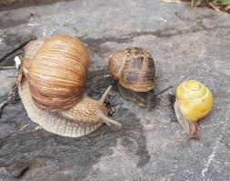 Image result for Helinus