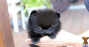 Black And White Pomeranian Puppy For Sale Pomeranian Puppy For Sale Poshfairytail Black Pomeranian Teacup 5 Years Old Teacup Pomeranian Black Pomeranian Pomeranian Puppy For Sale