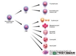 Selain gejala fisik, seringkali juga terdapat gejala emosional. Transplantasi Stem Cell Rumah Sakit Tumor Modern Guangzhou China