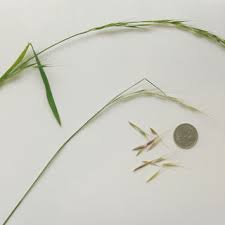 Image result for Aristida stipoides