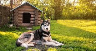 We did not find results for: Dog Friendly Backyard Ideas That Ll Turn Your Space Into A K9 Oasis Bechewy