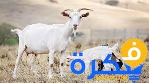 الاخذ من الموتي هو خير يرزق به الرائي، فإن رأي الانسان أن ميتاً اعطاه شيئاً فإنه خيراً يناله، أما إعطاء. Ø§Ù„Ø´ÙŠØ¨ ÙÙŠ Ø§Ù„Ù…Ù†Ø§Ù… Ø¨Ø´Ø§Ø±Ø© Ø®ÙŠØ± Ù„Ù„Ø¹Ø²Ø¨Ø§Ø¡ ØªÙØ³ÙŠØ± Ø±Ø¤ÙŠØ© Ø§Ù„Ù‡Ù„Ø§Ù„ ÙÙŠ Ø§Ù„Ù…Ù†Ø§Ù… Ù„Ø§Ø¨Ù† Ø³ÙŠØ±ÙŠÙ† Ù…ÙˆÙ‚Ø¹ Ø´Ù…Ù„ÙˆÙ„ ØªØ¹ØªÙ‚Ø¯ Ø§Ù„ÙƒØ«ÙŠØ± Ù…Ù† Ø§Ù„Ø¨Ù†Ø§Øª Ø£Ù† Ø§Ù„Ø¨ÙƒØ§Ø¡ ÙÙŠ Ø§Ù„Ù…Ù†Ø§Ù… Ù‚Ø¯ ÙŠÙƒÙˆÙ† Ø¥Ù†Ø°Ø§Ø± Ø¨ÙˆÙ‚ÙˆØ¹ Ù…Ø´ÙƒÙ„Ø© Ø£Ùˆ