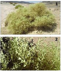 Image result for Aerva javanica