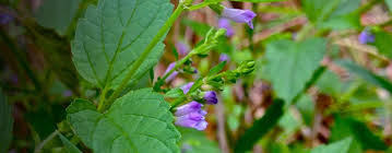 Image result for Leonotis myrothamnifolia