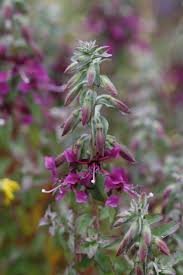 seed of clarkia plant à®•à¯à®•à®¾à®© à®ªà®Ÿ à®®à¯à®Ÿà®¿à®µà¯