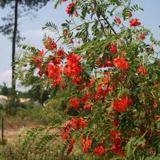 Image result for Sesbania punicea