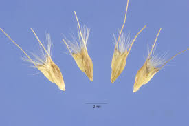 Image result for Chloris virgata