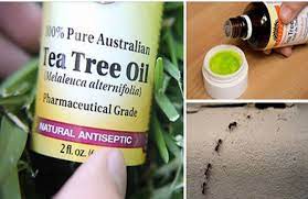 5 Tea Tree Oil Uses Most People Have No Idea About Tea Tree Oil Uses Tea Tree Oil Benefits Australian Tea Tree Oil