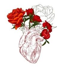 Illustrate the lines and curves for the. Anatomical Heart Flowers Human Drawing Flower Vector Images 77