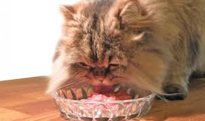 Untuk memudahkan anda memilih makanan kucing terbaik tetapi aman. 10 Makanan Kucing Persia Terbaik Cara Memberi Makannya Pintarpet