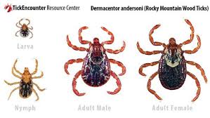 The Rocky Mountain Wood Tick Dermacentor Andersoni Is Found East Of The Rocky Mountains And Some Areas Of The West Coast And Wood Tick Ticks Rocky Mountains