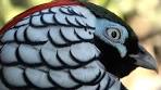 Vogelpark Avifauna, Alphen aan den Rijn 2025 - YouTube