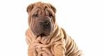 Shar Pei - Wikipedia bahasa Indonesia, ensiklopedia bebas