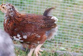 The speckled sussex is a hardy, productive breed that is also friendly. 8 Week Old Speckled Sussex Boy Or Girl Backyard Chickens Learn How To Raise Chickens