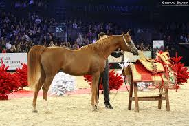 Le salon accueille de nombreux acteurs du monde équestre : World Arabian Horse Championship In Paris A Success Story For Al Shaqab Stud