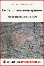 Eichenprozessionsspinner Thaumetopoea Processionea Beschreibung Befall Gefahr Fur Menschen Be Eichenprozessionsspinner Schadlingsbekampfung Eiche Baum