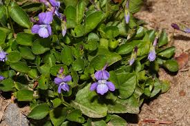 Image result for Viola abyssinica