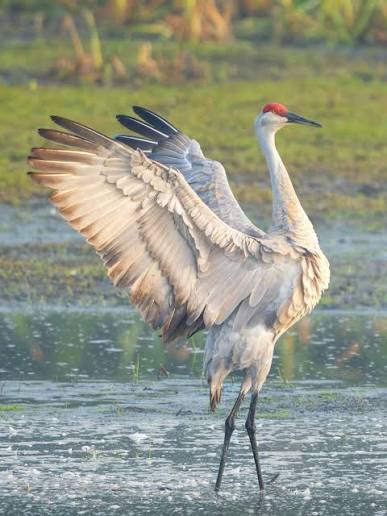 But there isn't just one type of Sandhill Crane. 6 subspecies, from the  migratory Lesser and Greater that number in the hundreds of thousands, to  the non-migratory Florida, Mississippi and Cuban populations.