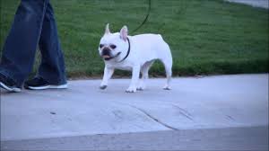 French bulldogs are commonly bred for their appearance, with a flat, smushed in face and a short, stocky appearance being desirable. 21 Most Common French Bulldog Health Problems And What You Can Do