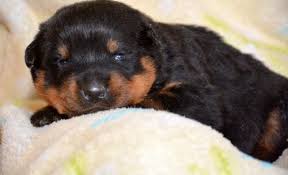 Rottweiler rescue of michigan inc. Rottweiler Puppy For Sale Adoption Rescue For Sale In Lagrange Indiana Classified Americanlisted Com
