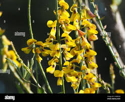 Image result for Crotalaria trichotoma