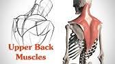 I'm back, and this time i'll be showing you how to draw muscles. How To Draw Upper Back Muscles Form Youtube