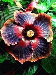 100pcs Bag Giant Hibiscus Flower Bonsai Chinese Big Flowers Hibiscus Bonsai Tree For Home Garden Planting Sement Planting Flowers Black Flowers Unusual Flowers