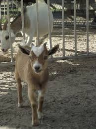 Très bon hôtel sur big cat habitat and gulf coast sanctuary. 20 Best Big Cat Habitat Ideas Big Cat Habitat Cat Habitat Big Cats