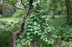 Image result for Smilax