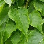 Image result for Ipomoea intrapilosa