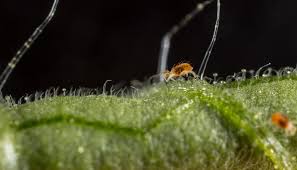 Image result for spotted spider mite