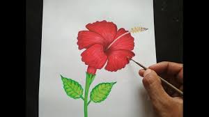 Hibiscus Drawing With Acrlic Colors For Beginners Step By Step Youtube So grab your reference image and draw it with a pencil. hibiscus drawing with acrlic colors for beginners step by step