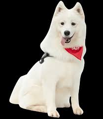 Maybe you would like to learn more about one of these? Happy Pets Happiness Pets Happiness You