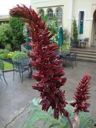 Image result for Melianthus major