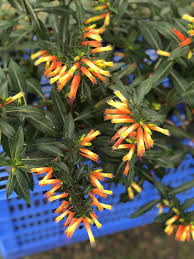 Image result for Cuphea micropetala