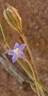 Kining maong panid kataposang giusab niadtong 22 enero 2018 sa 01:34. Factsheet Wahlenbergia Tumidifructa