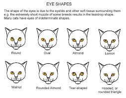 Eye Shapes Cat Eye Colors Eye Color Chart Cat Quotes Funny